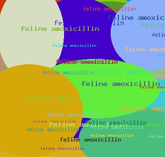 Feline Amoxicillin